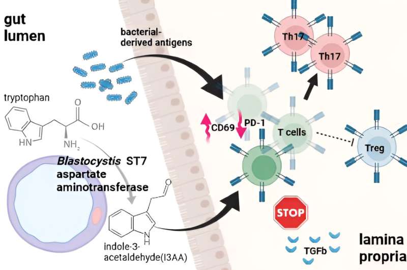 Gut inflammation found to be caused by substance secreted by microbe