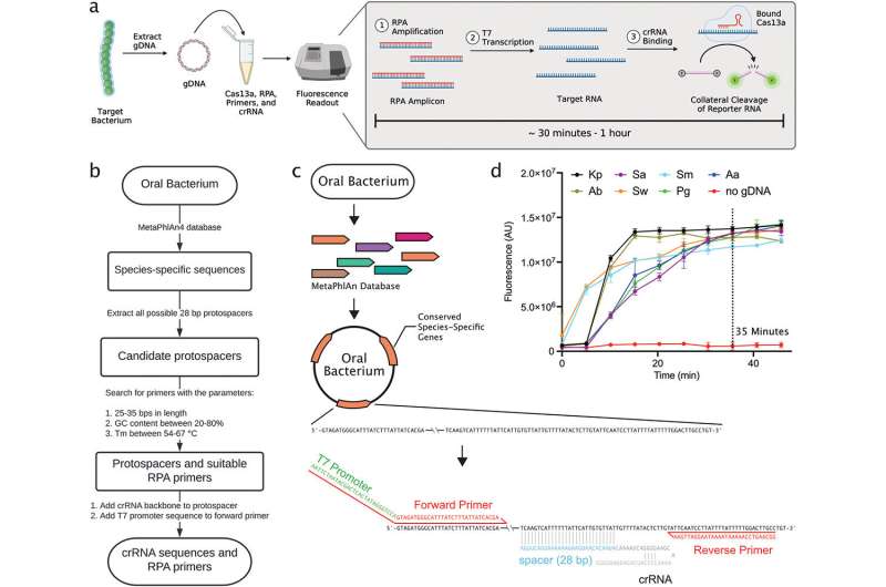 Application of CRISPR-based rapid detection technology has potential to transform oral health