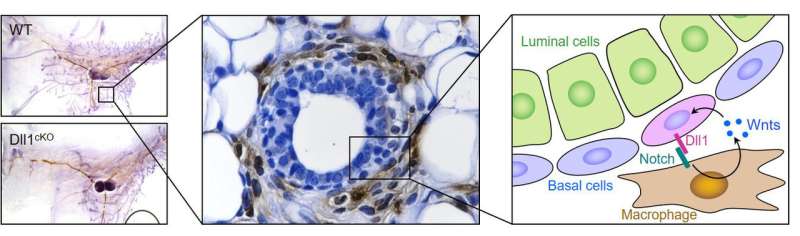 Immune cell provides cradle for mammary stem cells