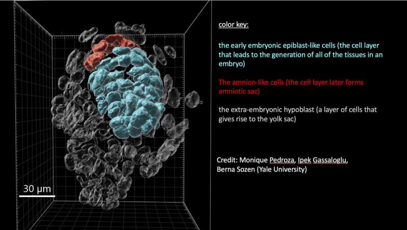 Scientists use stem cells to create models of human embryos and study our earliest days