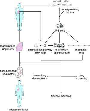 Human stem cells converted to functional lung cells