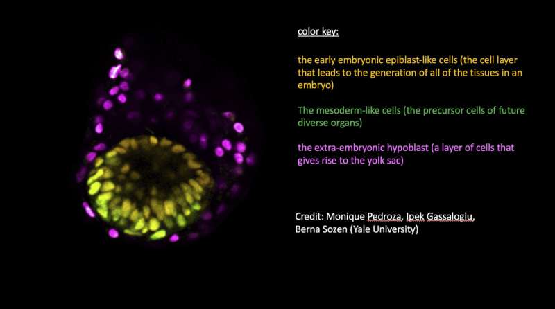 Scientists use stem cells to create models of human embryos and study our earliest days