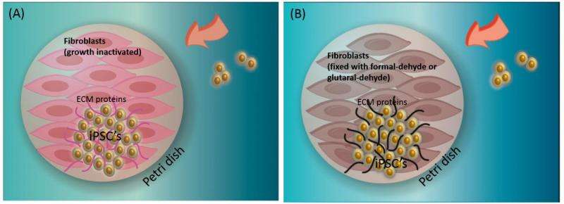 Dead feeder cells support stem cell growth