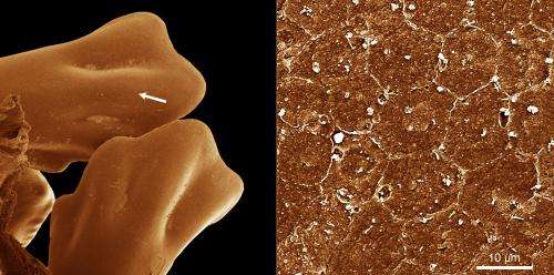 Turning biological cells to stone improves cancer and stem cell research