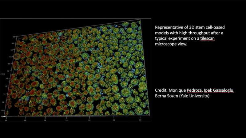 Scientists use stem cells to create models of human embryos and study our earliest days