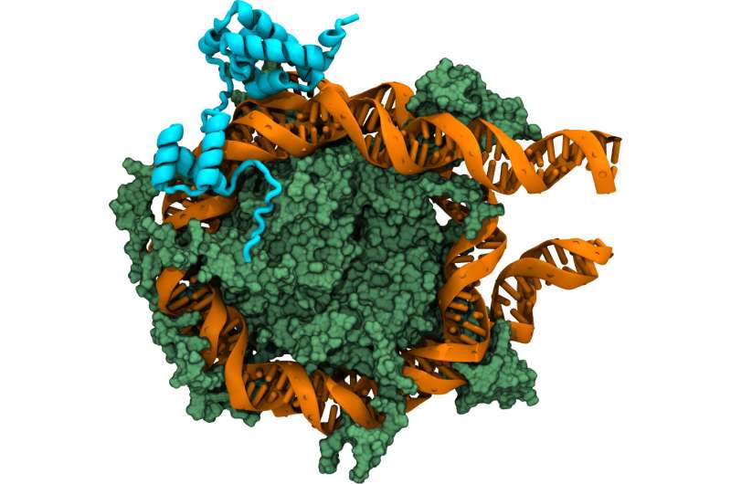 Computer simulations visualize how DNA is recognized to convert cells into stem cells