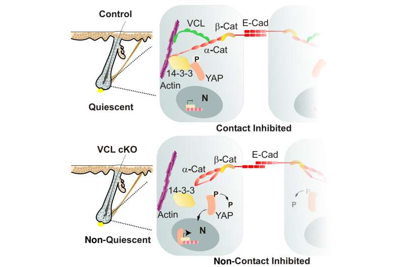 Robust cell junctions are critical for maintaining stem cell function