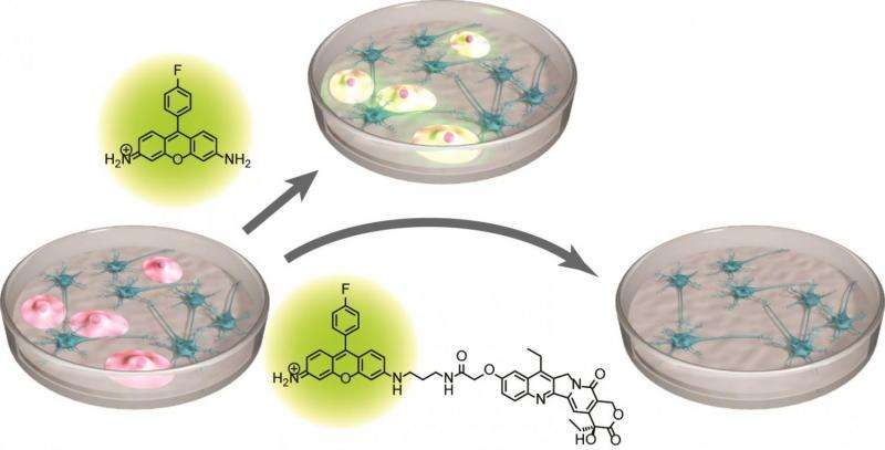 New compound could rid stem cell samples of potentially tumorigenic cells