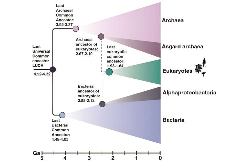 Looking for 'LUCA' and the timing of cellular evolution