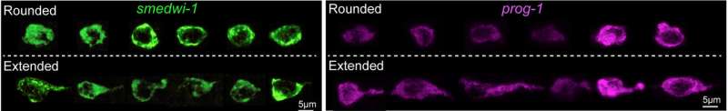 Keeping moving -- flat worms shed light on role of migrating stem cells in cancer