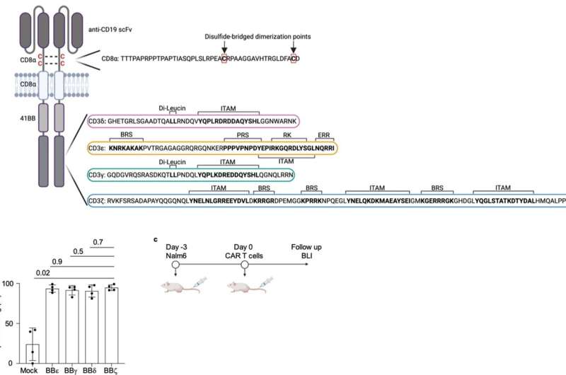 CARs containing the CD3δ/ε/γ ICD are functional. a, Scheme depicting the ICD of all CD3 chains used in this study and the localization of the cysteines driving CAR dimerization. b, Specific killing of CD19+ Nalm6 cells by primary human T cells lentivirally transduced with the indicated CAR after 24 h of co-incubation (1:1 ratio). Each dot represents an independent donor (n = 4). c, Schematic representation of the in vivo model. Data are represented as mean ± s.d. and analyzed by paired one-way ANOVA and Dunnett’s multiple comparisons test. ITAM, Immunoreceptor Tyrosine-based Activation Motif; BRS, Basic Rich Stretch; PRS, Proline Rich Sequence; RK, Receptor Kinase; ERR, endoplasmic reticulum retention. Credit: Nature Immunology (2023). DOI:10.1038/s41590-023-01658-z