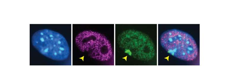 Stem cell researchers in Belgium reactivate 'back-up genes' in the lab