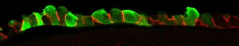 How stem cells self-organize in the developing embryo