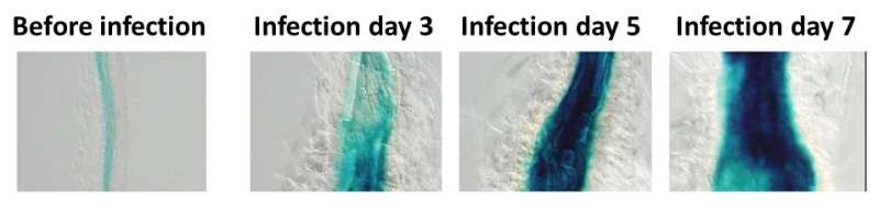 Parasitic worms may lead to agricultural stem cell breakthrough