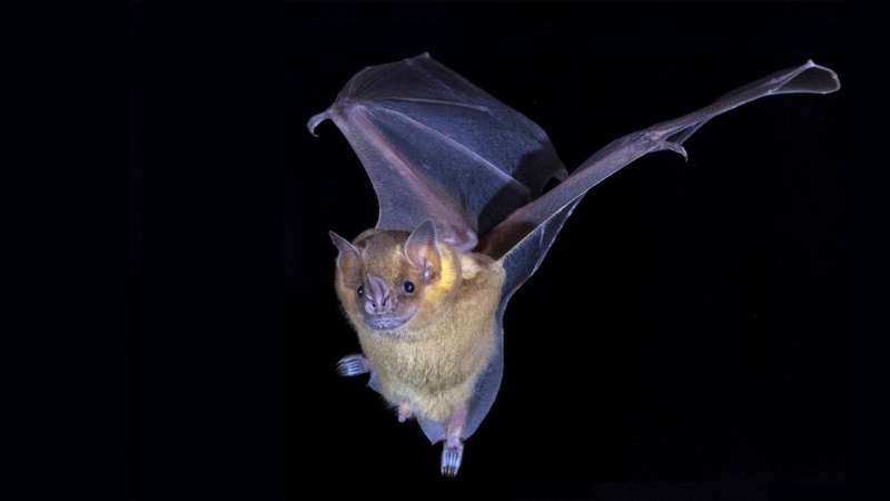 CSHL postdoc Armin Scheben, with help from McCombie lab members Sara Goodwin and Melissa Kramer, created the first complete genome sequences of Artibeus jamaicensis, the Jamaican fruit bat (seen here), and Pteronotus mesoamericanus, the Mesoamerican mustached bat. Credit: McCombie and Siepel labs/Cold Spring Harbor Laboratory