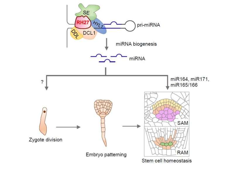 Scientists reveal role of RNA helicase in zygote activation and stem cell homeostasis in pants