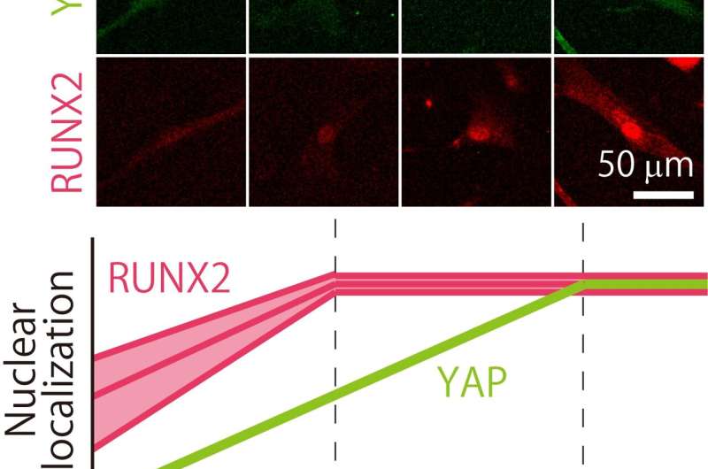 Finer touch for tuning stem cell &quot;fate&quot; with substrates of varying stiffness