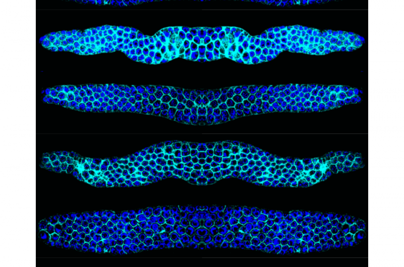 Scientists describe a function for autophagy in germline stem-cell proliferation