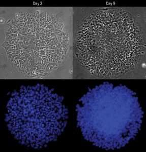 Toward a stem cell model of human nervous system development