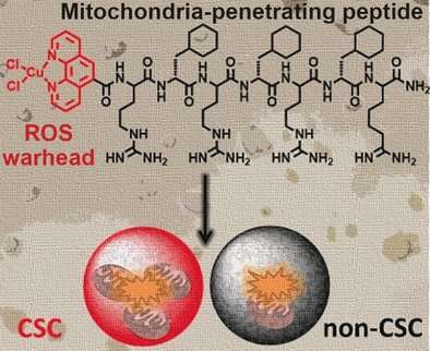 A metallopeptide targets and disrupts mitochondrial function in breast cancer stem cells