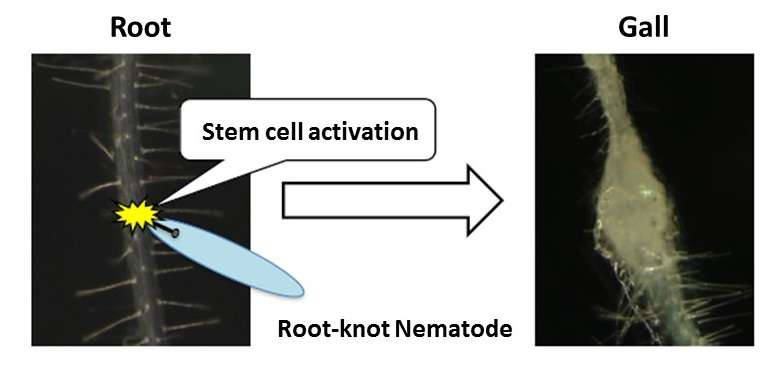 Parasitic worms may lead to agricultural stem cell breakthrough