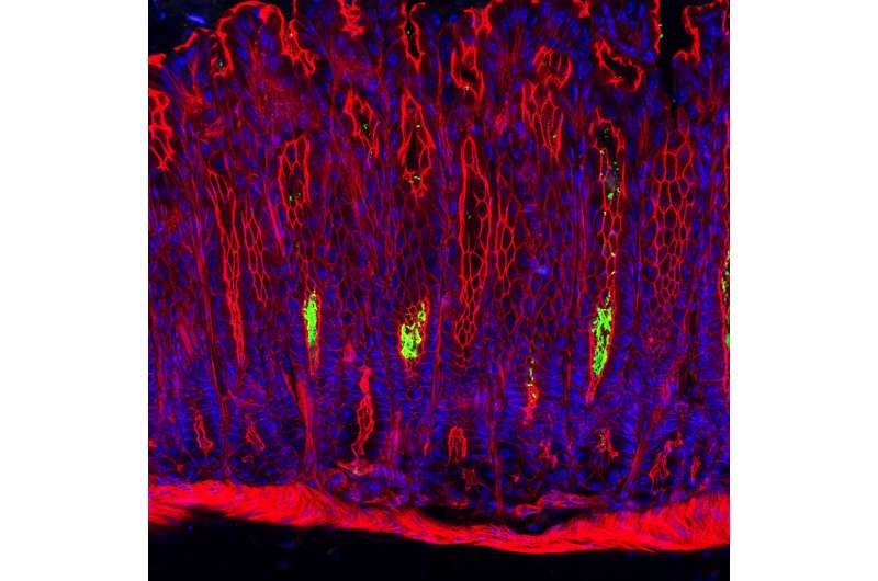 Stem cells moonlight to protect the stomach from bacterial invaders