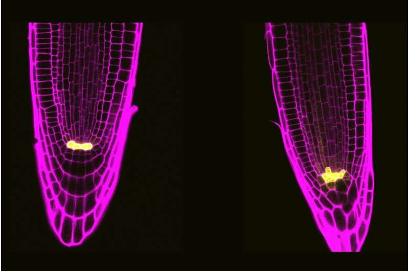 A specific protein complex from plant stem cells regulates their division and response to stress