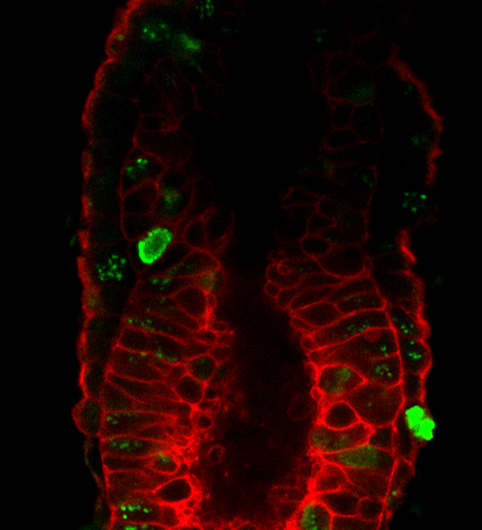 A 'social control' system guarantees embryonic stem cell purity