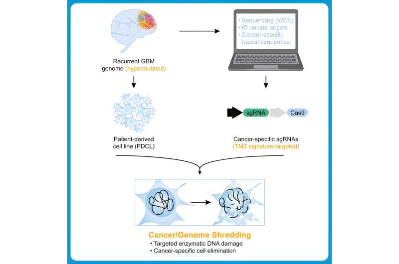 CRISPR-powered 'cancer shredding' technique opens new possibility for treating most common and deadly brain cancer