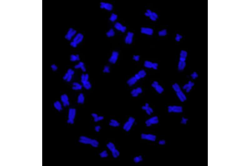 A metaphase spread of chromosomes (blue). Credit: Salk Institute