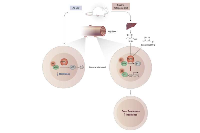 Ketogenic diet helps mouse muscle stem cells survive stress, study finds