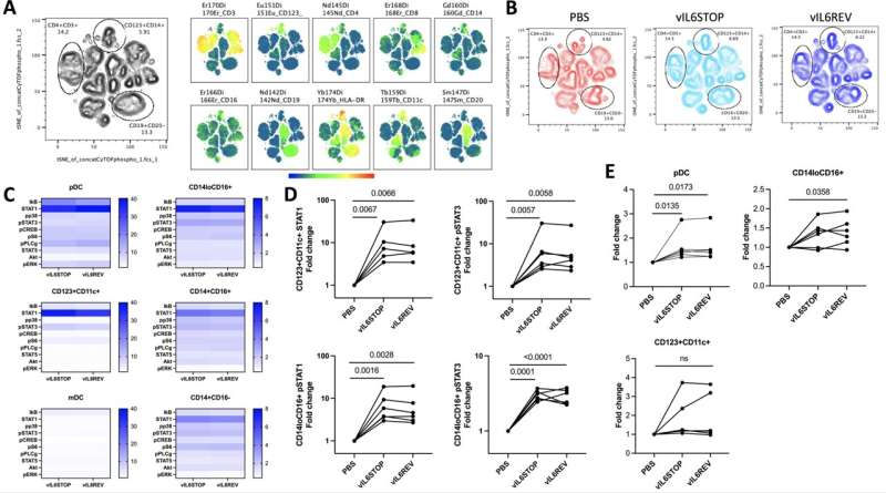 KSHV infection preferentially triggers STAT activation in monocytes and dendritic cells. PBMC from healthy donors (n = 6) were infected with vIL-6REV (KSHV with vIL-6 expression) or vIL-6STOP (KSHV without vIL-6 expression) (MOI = 1), or mock-infected (PBS). At 1 dpi, cells were fixed and subjected to CyTOF analysis. The expression levels of 10 signaling molecules were evaluated. Data combine two experiments (n = 3 each). (A) tSNE for dimension reduction analysis was applied for each infection group after 1000 events from 6 samples in each group were concatenated. Immune cell subsets were clustered based on each lineage’s marker expression (Right panel). (B) The phenotypic changes induced in three immune cell populations corresponding to CD4+CD3+, CD19+CD20-, and CD123+CD14+ clusters by infection were identified by comparison between vIL-6STOP, vIL-6REV, and the mock-infected (PBS) control group. (C) The activation status of 10 signaling molecules among plasmacytoid dendritic cells (pDC) and monocytic cell subsets, including CD123+CD11c+ cells, myeloid (m)DC, CD14loCD16+ non-classical monocytes, CD14+CD16+ intermediate monocytes, and CD14+CD16- classical monocytes are shown in heat maps. Each subset was identified based on the lineage cell surface marker expression with gating strategies shown in S6 Fig. (D) The fold change in the CyTOF signal intensity of STAT1 and pSTAT3 for CD123+CD11c+ cells (TOP panel) and CD14+CD16+ cells (Bottom panel) in infected groups compared to mock-infected (PBS) control group are shown. p values shown are by ratio paired t-test. p