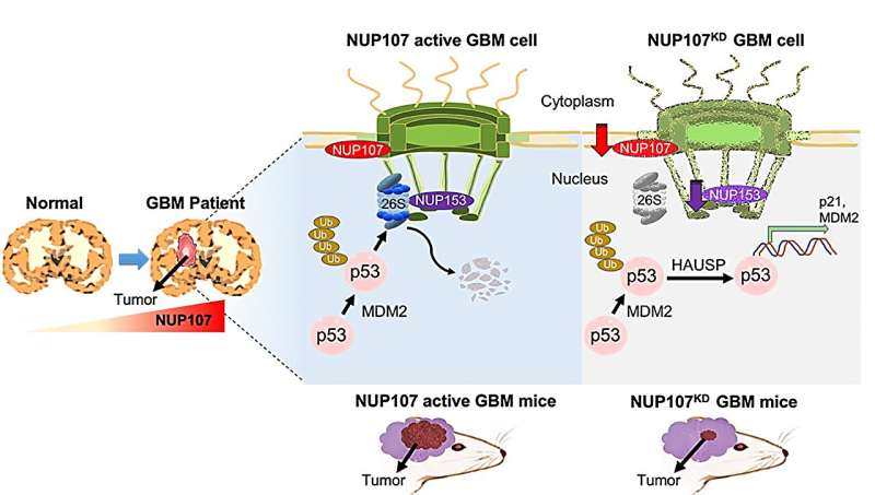 Brain cancer linked to nuclear pore alterations