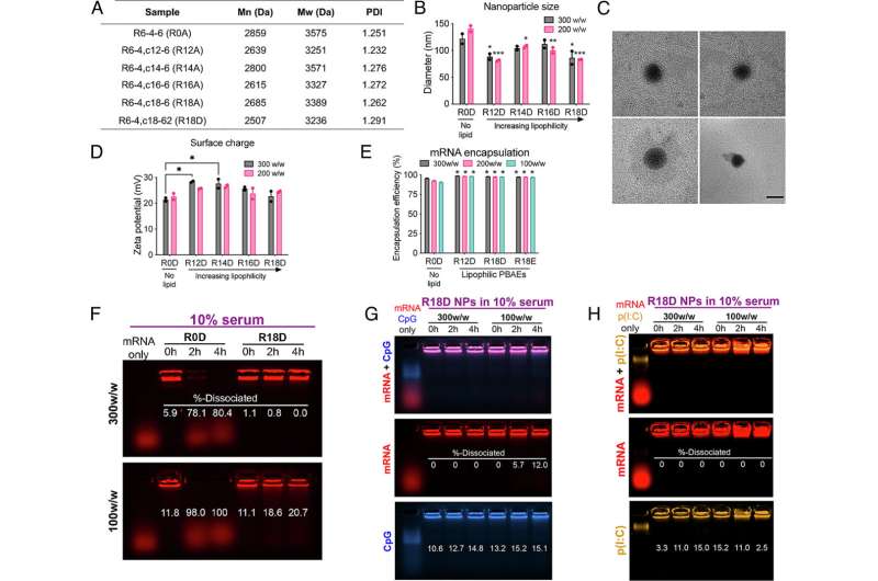 Characterization of bioreducible lipophilic poly(beta-amino ester) (PBAE) polymers and mRNA nanoparticles (NPs). (A) Molecular weights of PBAEs of varying lipophilicity assessed by GPC. (B) Hydrodynamic diameter of PBAE NPs formed at a 300 or 200 w/w ratio of polymer to mRNA assessed via DLS (n = 2). Significance indicates comparison to nonlipophilic PBAE nanoparticles (R0D) at the respective w/w ratio. (C) Representative TEM images of R18D mRNA NPs (Scale bar, 200 nm). (D) Surface charge of mRNA PBAE NPs in PBS (n = 2). (E) Encapsulation efficiency of mRNA assessed by the RiboGreen assay (n = 3). Significance indicates comparison to nonlipophilic PBAE nanoparticles (R0D) at the respective w/w ratio. (F) Encapsulation and dissociation of fluorescently labeled mRNA for nonlipophilic (R0D) and lipophilic (R18D) NPs formed at 300 and 100 w/w ratios after incubation in 10% serum over 4 h assessed by a gel electrophoresis assay. (G) mRNA and CpG ODN, (H) mRNA and poly(I:C) dissociation in 10% serum from R18D-based NPs formed at 300 and 100 w/w ratios over 4 h, respectively. Error bars represent SEM. *P < 0.05, **P < 0.01, and ***P < 0.001. Credit: Proceedings of the National Academy of Sciences (2023). DOI: 10.1073/pnas.2301606120