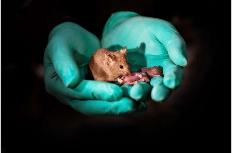 Mouse pups with same-sex parents born in China using stem cells and gene editing