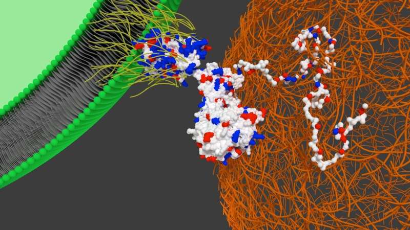 World first: Homing instinct applied to stem cells show cells 'home' to cardiac tissue