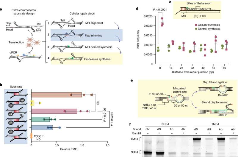 Scientists piece together DNA repair pathway implicated in breast, ovarian, and prostate cancers