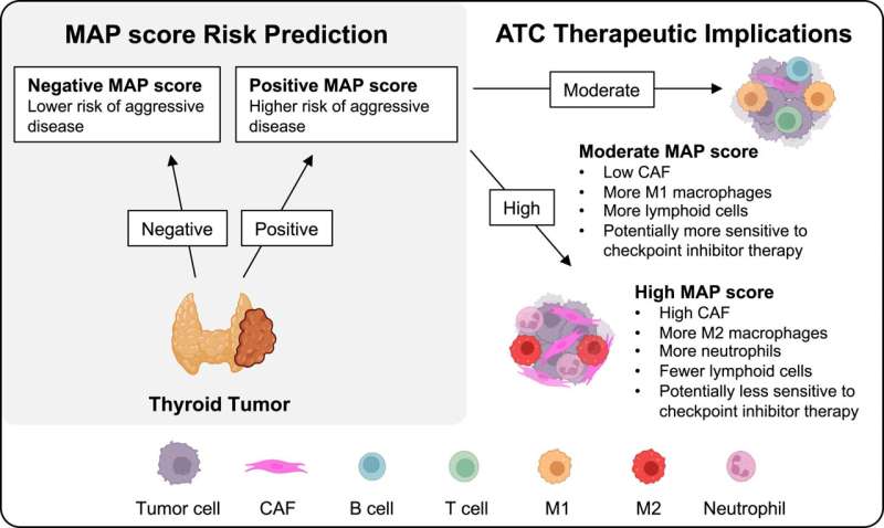 Researchers discover molecular signature for aggressive thyroid cancer