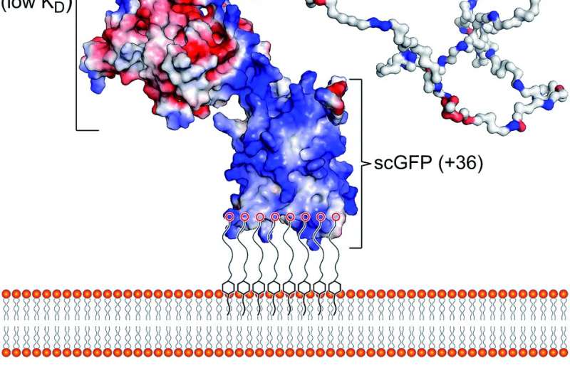 Artificial membrane binding proteins to direct stem cells to the myocardium