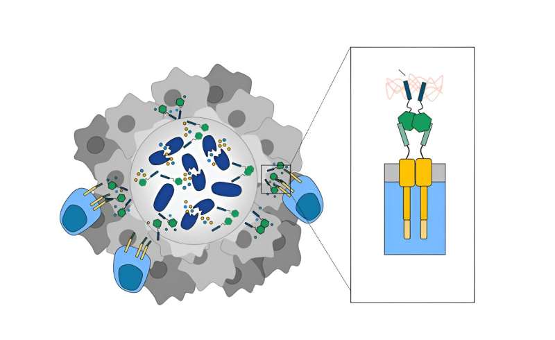 Programmed bacteria acts as beacons that guide engineered T cells to destroy cancer cells in solid tumors. Credit: Synthetic Biological Systems Laboratory/Columbia Engineering