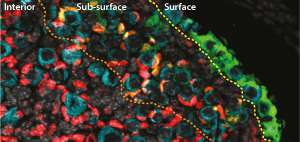 A protein biomarker confirms the presence of stem cells that maintain ovaries