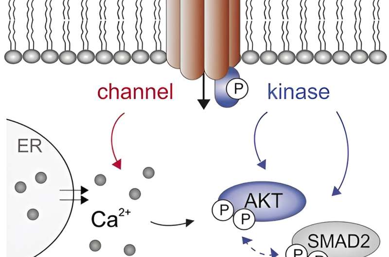 Credit: Function (2023). DOI: 10.1093/function/zqad053