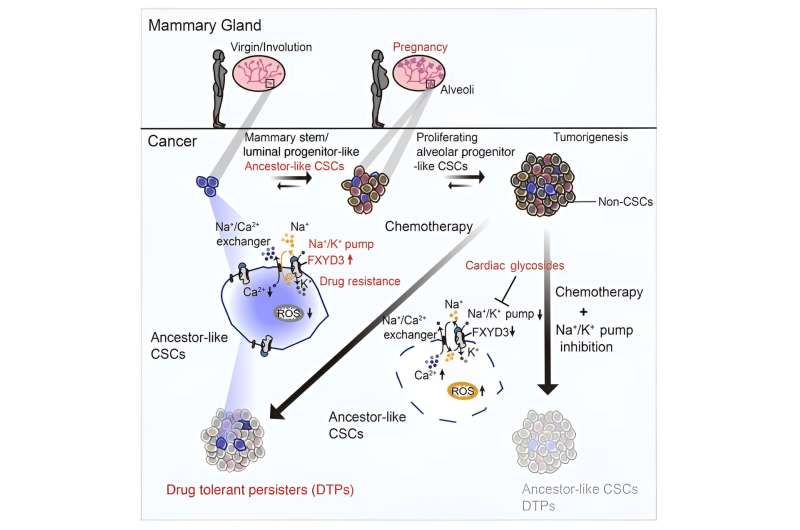 New way to kill breast cancer stem cells that have ancestral features and resist chemotherapy