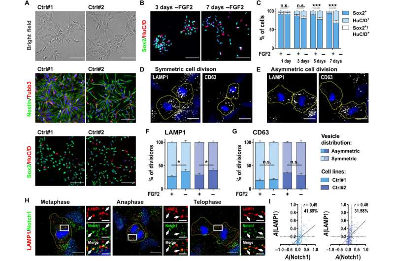 Subcellular vesicles regulate 'stemness' of human neural stem cells during division