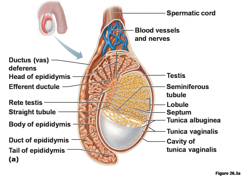 Macrophages create the elusive spermatogonial stem cell niche