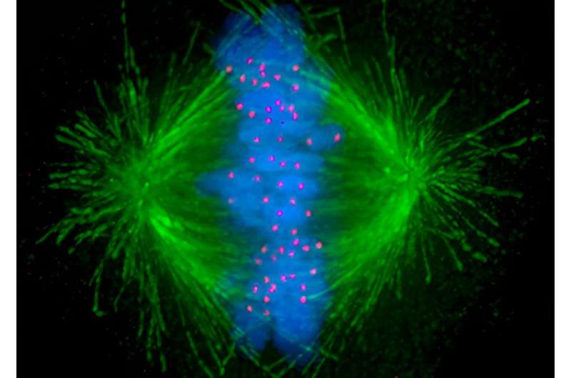 Tiny tube-like structures inside the cell called microtubules (in green) that help separate chromosomes evenly during cell division can overcome low exposures to chemotherapy. Credit: Wikimedia Commons