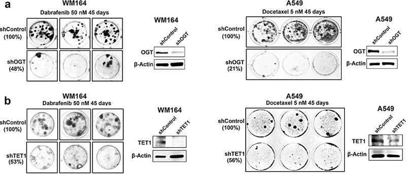 New target to beat cancer drug resistance