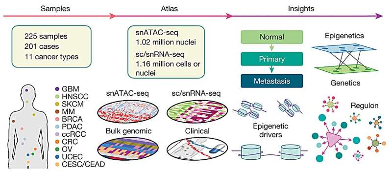 Schematic of the data generation and study design, showing the cancer types and sample types collected, the building, annotation and integration of the atlas, and the biological entities that were investigated. Credit: Nature (2023). DOI: 10.1038/s41586-023-06682-5