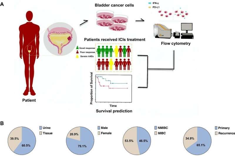 I Overview of establishment of BC-PD-L1. (A) Overview of the models of BCCs for potential applications in prediction of prognosis in bladder cancer. Urine/tumor samples were collected from BLCA patients for primary bladder cancer cell culturing. PD-L1 expression levels of BCCs before and after IFN-γ stimulation were measured by FCM and used for prognosis and ICI response prediction. (B) Pie charts showing the classification of all urine/tumor-provided patients based on sample source, gender, pathology group, and disease status. (C) Levels of PD-L1 expression on BCC cell surface before and after IFN-γ treatment measured by FCM analysis. (MFI mean ± standard deviation). MFI, median fluorescence intensity. Credit: Jiaqi Wang, et al.