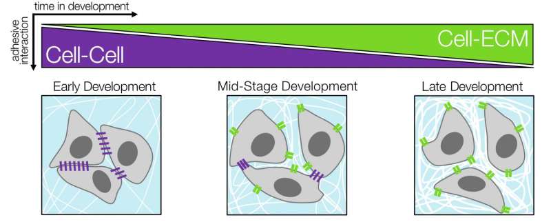 Altering stem cell perception of tissue stiffness may help treat musculoskeletal disorders